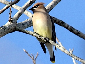 Cedar Waxwing